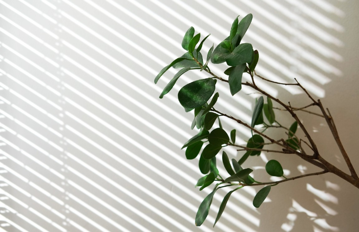 Top 5 Indoor Plants For Singapore
